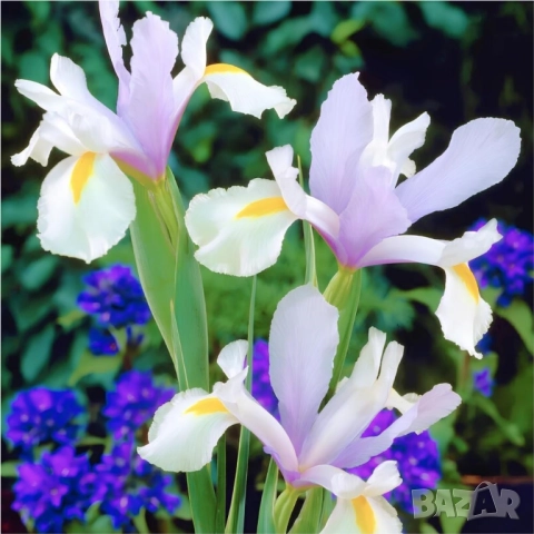 Ирис Carmen, снимка 5 - Градински цветя и растения - 51626116