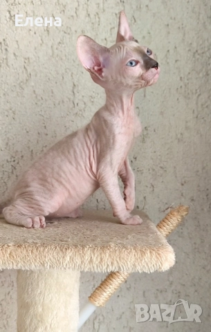 Донски сфинкс с родословие, снимка 8 - Сфинксове - 52185858