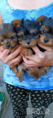 Йоркширски териер, снимка 1