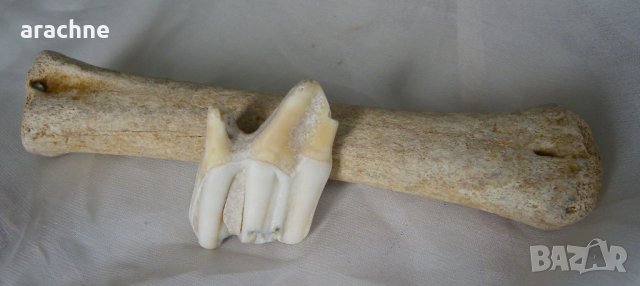 Зъб и кост от пещерен лъв, среден-късен плейстоцен, снимка 1 - Колекции - 39293074