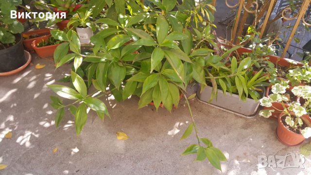 Кализия - билката на века!, снимка 3 - Градински цветя и растения - 26712093