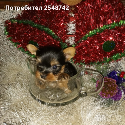 Мини Йорки , снимка 7 - Други - 51182606