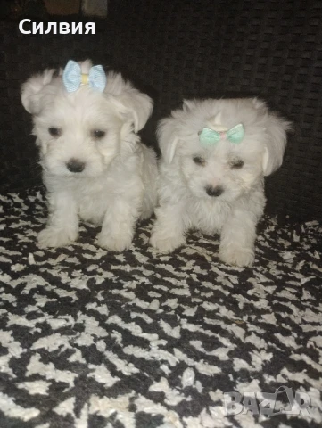 предлагам малтийска болонка , снимка 1