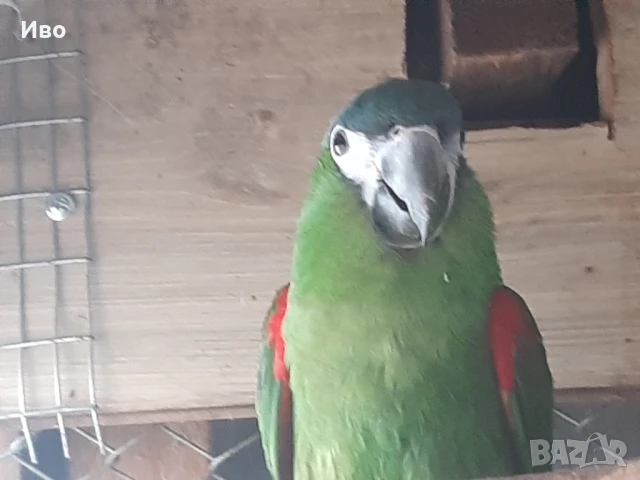 Продавам мъжка ара нобилис и мъжка веницуелска амазонаи или купувам женски, снимка 7 - Папагали - 50475253