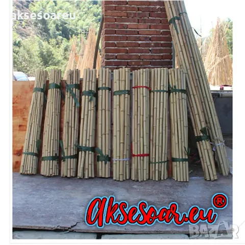 Висококачествени Семена от бамбук Moso Bambo декоративни растения за дома и двора бамбуков разсад