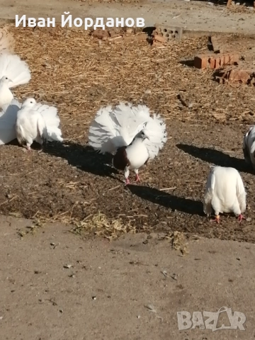 Гълъби Фенерлий, снимка 10 - Гълъби - 52275322