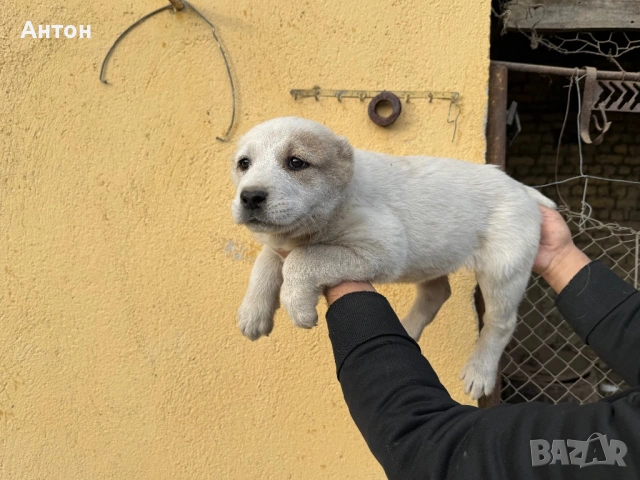 Алабай (Средно Азиатска овчарка), снимка 8 - Алабай - 52940508