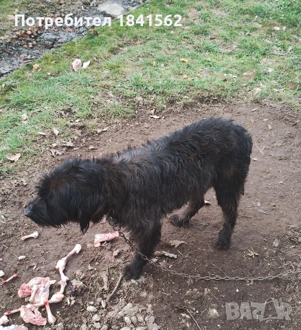 Продават се гончета , снимка 2 - Гонче - 53605190