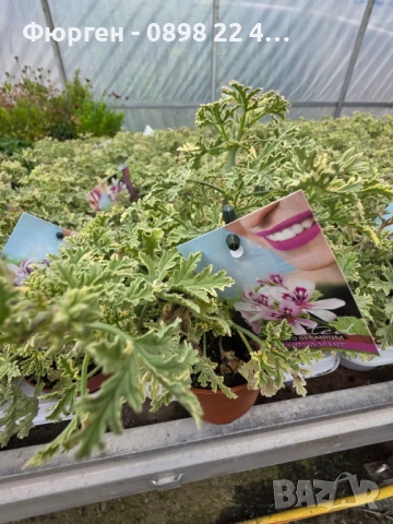 Индрише Обикновенно 7,50 и Индрише Шарено против комари за 12лв, снимка 2 - Разсади - 47146119