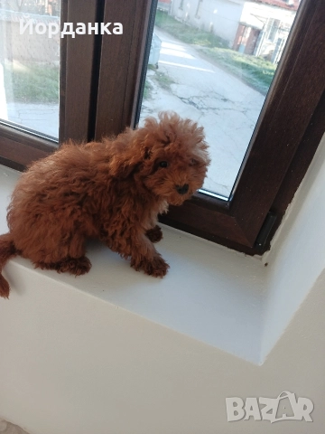 Пудел той, снимка 2 - Пудели - 52118275