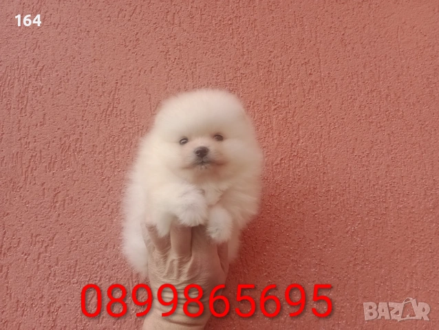 Мъжки и женски Померанчета.