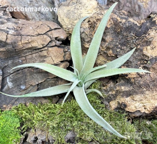 Tillandsia capitata