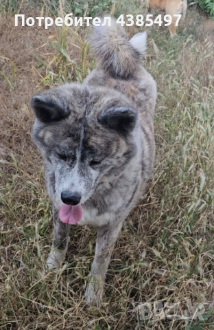 Акита Ину FCI женска, снимка 5 - Акита ину - 51955039