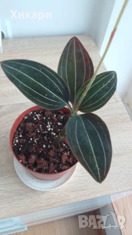 Лудизия Скъпоценна орхидея - Ludisia Discolor, снимка 2 - Стайни растения - 51258525