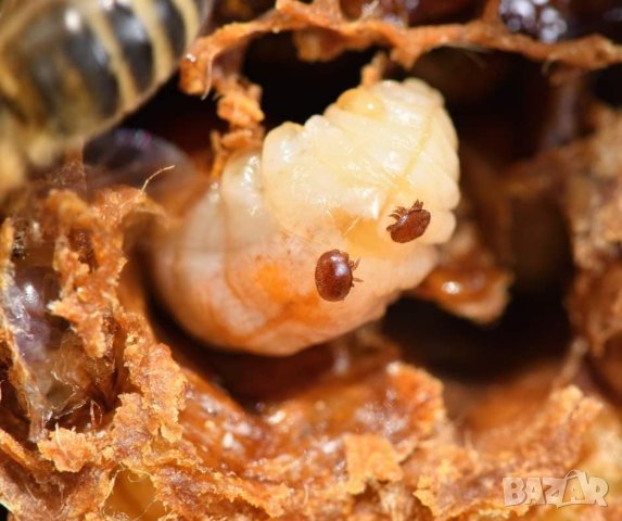 Амитраз 20% , Митак , Сърбия , 50 мл , снимка 2 - За пчели - 22715424