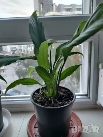 Цветя Спатифилум - в начало на цъфтеж, 6 броя налични, снимка 4 - Стайни растения - 47681002