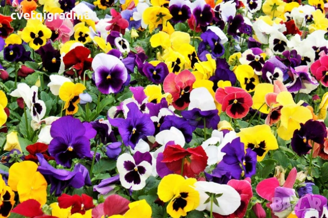 Едроцветна ароматна теменужка