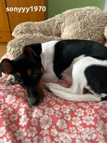 ДЖАК-СЛАДУРАНА 0701261518, снимка 14 - Джак ръсел териер - 53021086