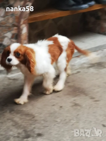 Кавалер за разплод, снимка 4 - Кавалер кинг чарлз шпаньол - 53015296