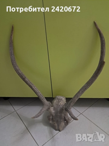 еленови рога, снимка 5 - Декорация за дома - 52221523