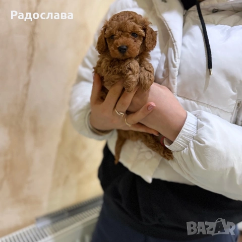 Той пудел момченце и момичета, снимка 8 - Пудели - 51889483