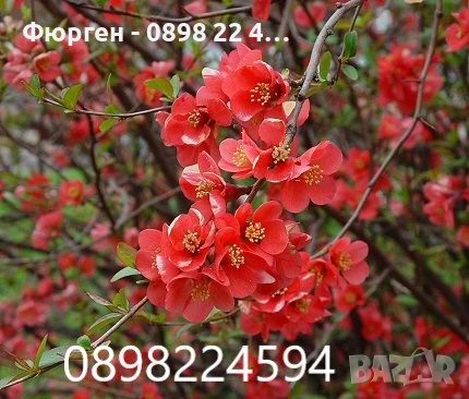 Японска дюля - Цидония