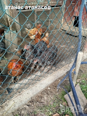 3 чифта от кокошки Брама, снимка 3 - други­ - 52542032
