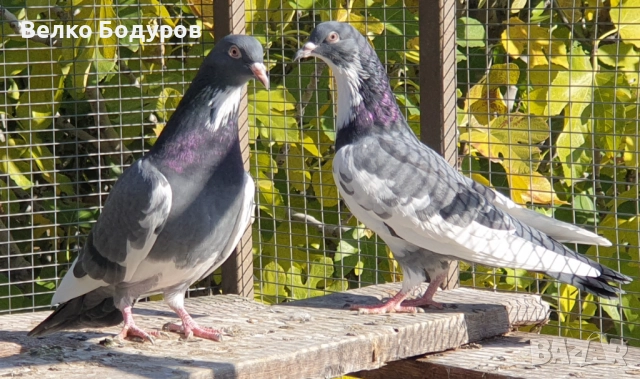 Пазарджишки високо летци. , снимка 3 - Гълъби - 52265511