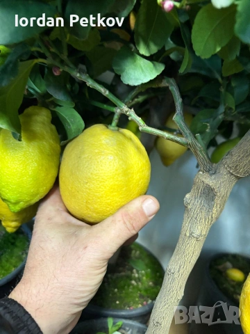 Цитрус лимон