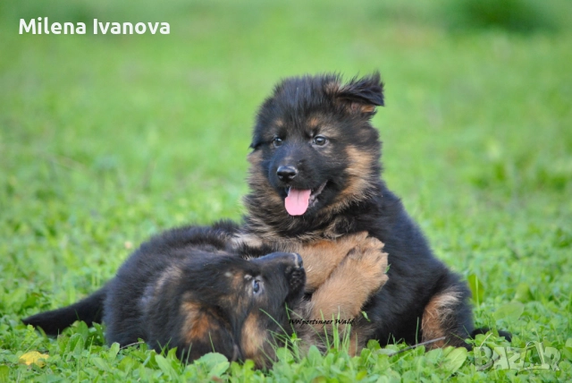 Легитимен развъдник разполага с кученца с дълъг косъм , снимка 15 - Немска овчарка - 52635144