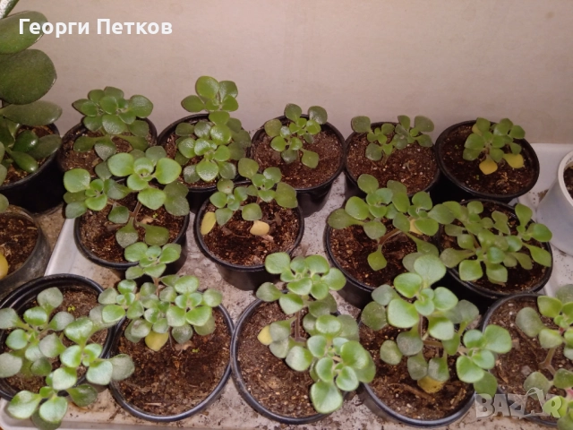 Айхризон ( Дървото на Парите)