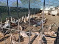 Продавам гъски и патици, снимка 1