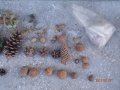 Декоративни шишарки, орехи, жълъди, кестени и САХАРСКИ пясък., снимка 3