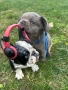 Френски булдог, снимка 7
