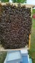  Пчелни отводки - записване 2024
