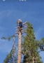 Рязане на високи и опасни дървета , снимка 1