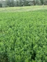 Продавам Бали люцерна,сено реколта 2025, снимка 2