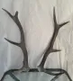 Рога от елен за декорация на дома във много добро състояние са, снимка 1