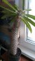 Пахиподиум, Мадагаскарска палма, снимка 3
