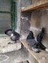 Магнитогорски руски гълъби , снимка 3