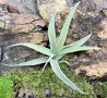 Tillandsia capitata, снимка 1 - Стайни растения - 43942051