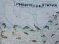 Карта "Рибите в България - къде,кога и как да ловим риба" - 2005 г., снимка 5