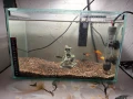 Три  Аквариума , снимка 3