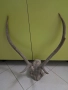 еленови рога, снимка 5