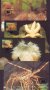 Олдерни 1993 - 4 броя Карти Максимум - WWF, снимка 1 - Филателия - 38843392