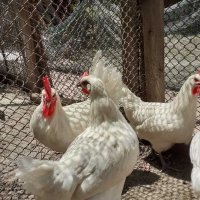 Бяло брезе -оплодени яйца , снимка 10 - Кокошки и пуйки - 28217464