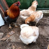 Араукана, снимка 6 - Кокошки и пуйки - 41402734
