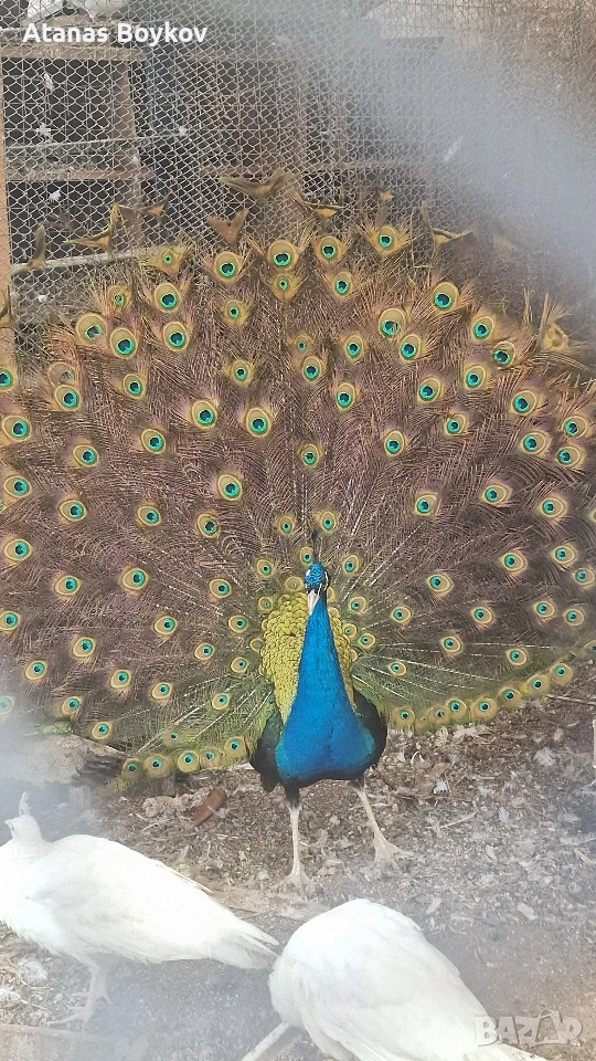 продавам пауни, снимка 1