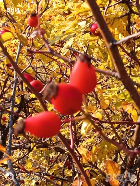 Шипков мармалад буркан 720мл 17лв Без захар 10лв, снимка 1