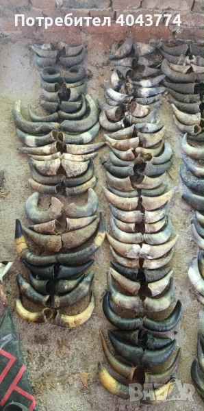 Рога, снимка 1